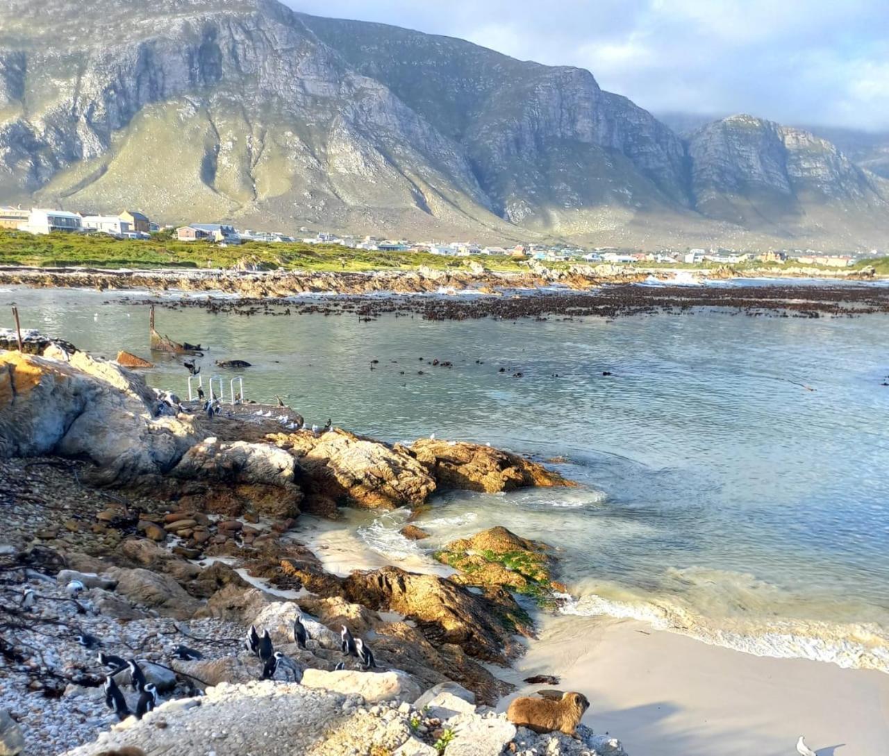 Nivenia Beach House Bettyʼs Bay Dış mekan fotoğraf